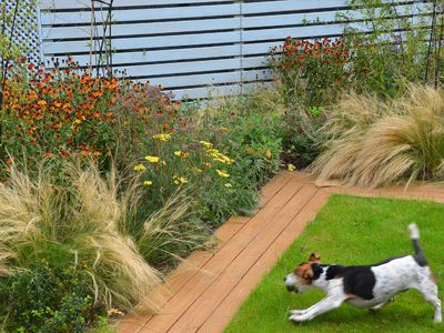 Dog-Friendly-Yard