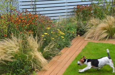 Dog-Friendly Yard, San Diego Dog-Friendly Yard