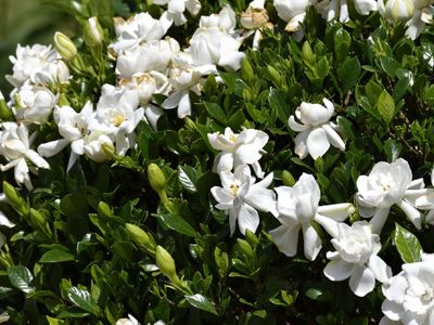 Gardenias in San Diego