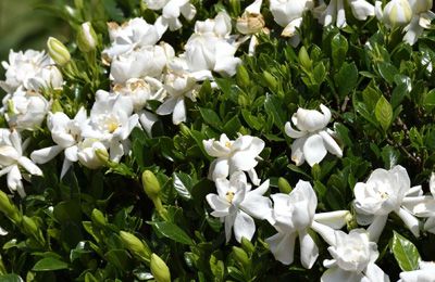 Gardenias in San Diego Gardenias in San Diego