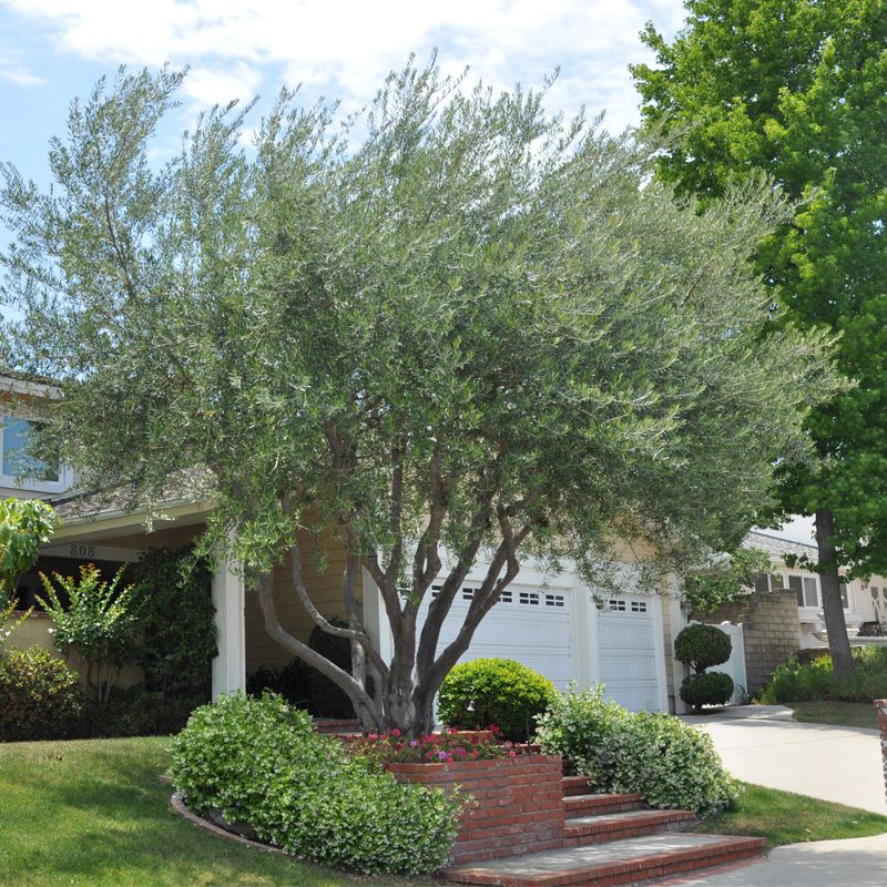 The Olive Tree, 2026