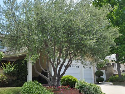 The Olive Tree, 2026