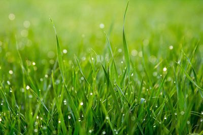 Real Grass, 2026