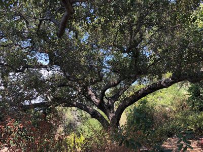 Coast Live Oak, 2026