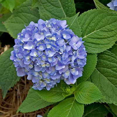 Hydrangeas in San Diego