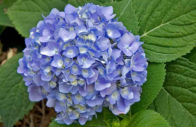 Growing Beautiful Hydrangeas in San Diego Hydrangeas in San Diego