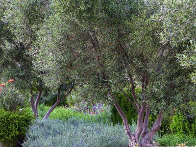 Olive Trees