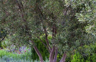 Are Olive Trees Right for Your Landscape?, San Diego Are Olive Trees Right for Your Landscape?