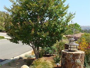 Landscaping, Rancho Penasquitos, CA