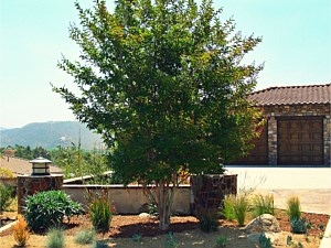 Landscaping, Scripps Ranch, CA